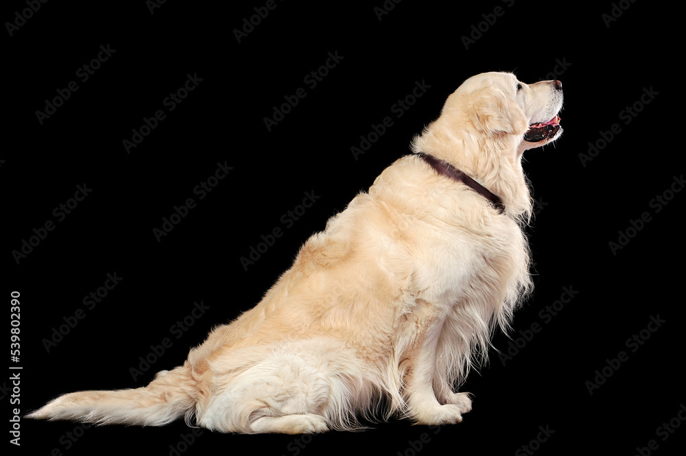 Full length profile of an adult retriever sitting against black background