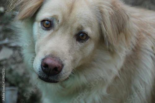 close up golden retriever dog face on the ground