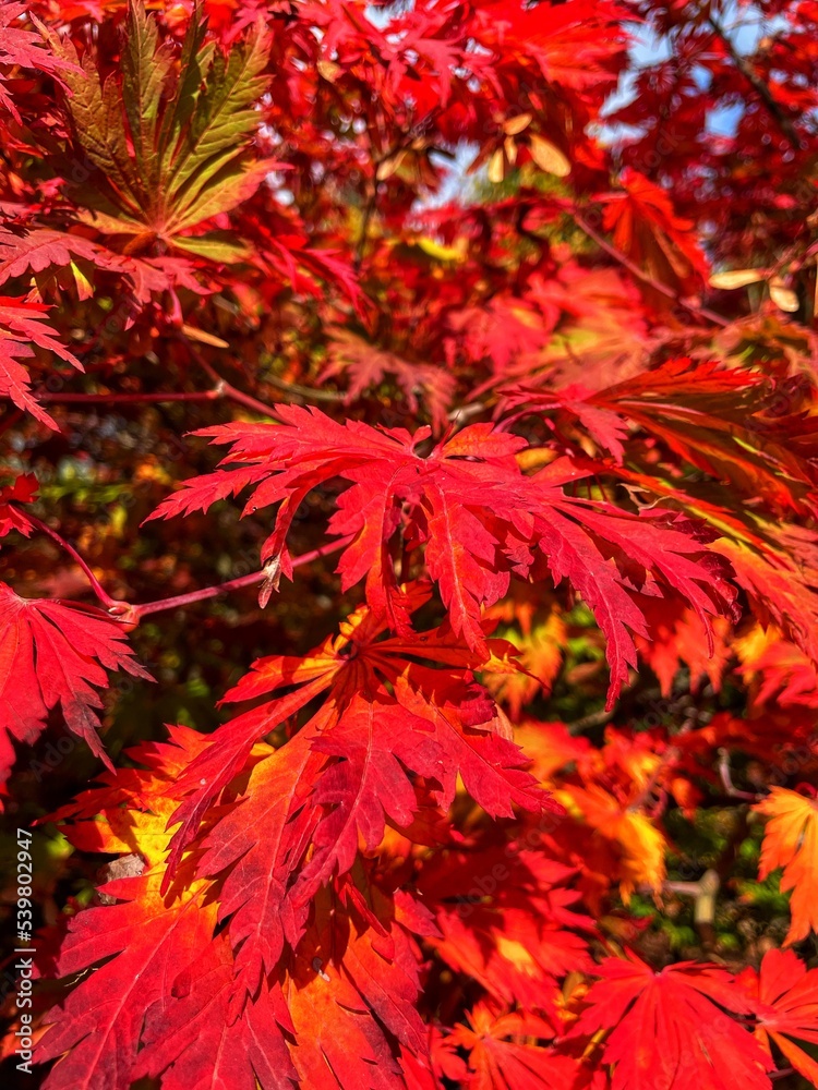 Autumn forest and colourful trees in the park. Colourful leaves on trees and on the ground. Bench in the park in trees. Red, orange and yellow leaves and trees. Sunny day walking in the park. Autumn forest and colourful trees in the park. Colourful leaves on trees and on the ground. Bench in the park in trees. Red, orange and yellow leaves and trees. Sunny day walking in the park.