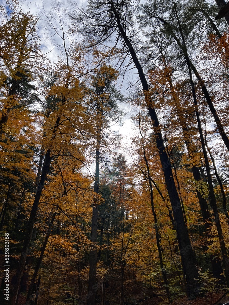 autumn forest in the morning