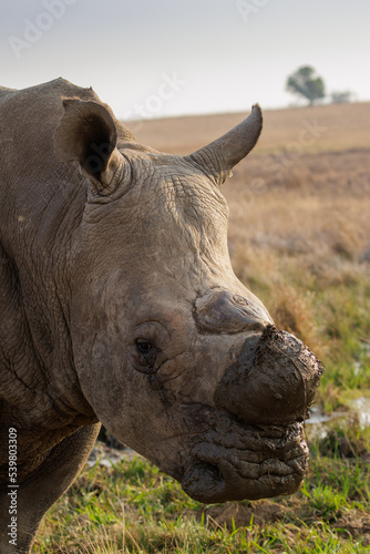 Verticle portrait of a dehorned white rhino in Africa.