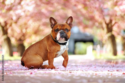 Full length portrait of a sitting french bulldog at the blooming trees alley