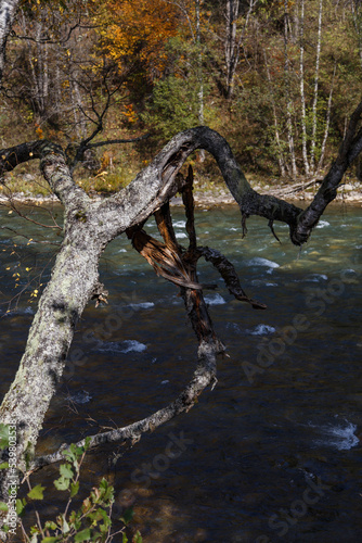 Twisted damaged tree trunk over mountain river