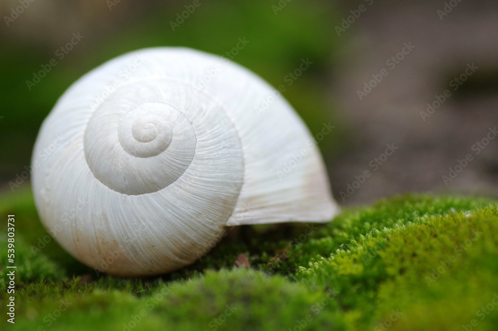 coquille d'escargot coquille d'escargot