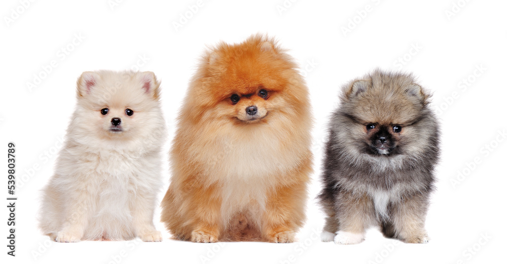 A family of long haired pomeranian spitz dogs isolated on white