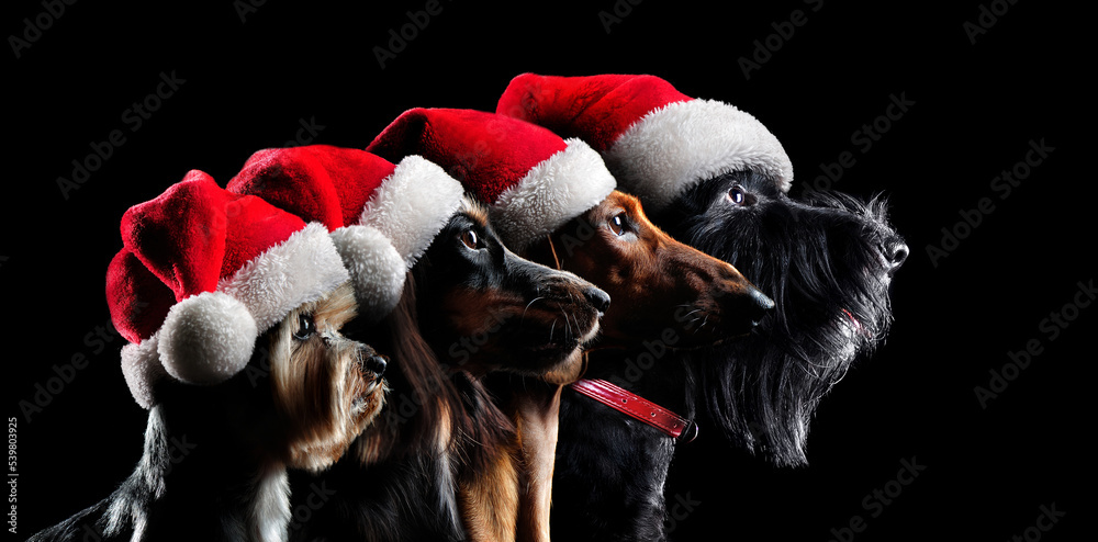Φωτογραφία Group silhouette portrait of dogs wearing santa hats
