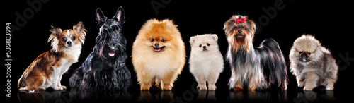 Miniature breeds of dogs in a black studio ©  Tatyana Kalmatsuy