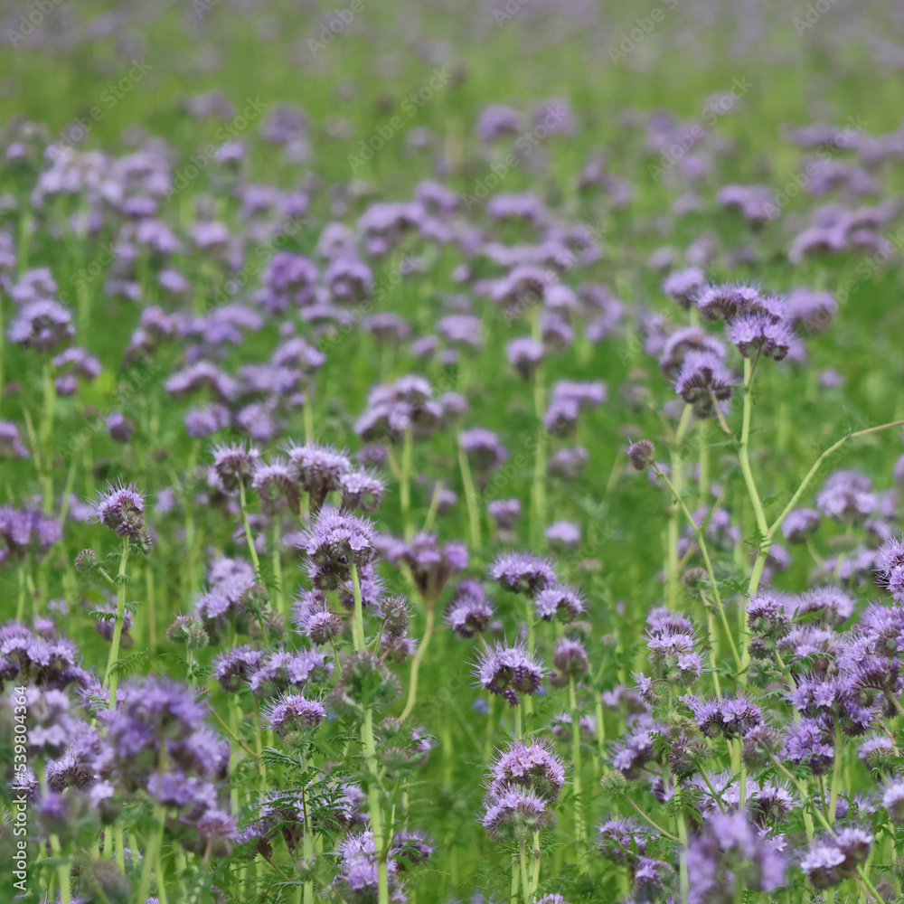 Zwischenfrucht Phacelia, Blaue Blumenwiese Ausschnitt Zwischenfrucht Phacelia, Blaue Blumenwiese Ausschnitt