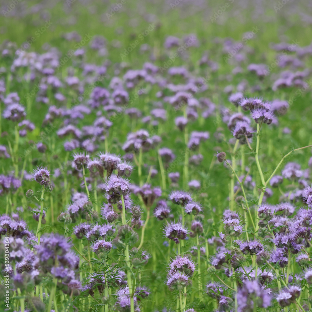 Zwischenfrucht Phacelia, Blaue Blumenwiese Ausschnitt