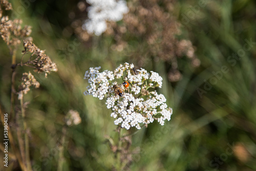 Flowering yarrow ordinary. On the flowers there is a ladybug, a bee and a fly
