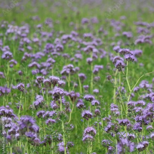 Zwischenfrucht Phacelia  Blaue Blumenwiese Ausschnitt