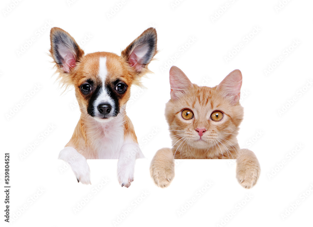 chihuahua dog and a ginger cat with blank board