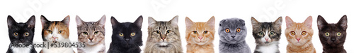 closeup portrait of a group of cats of different breeds sitting in a line isolated over white background