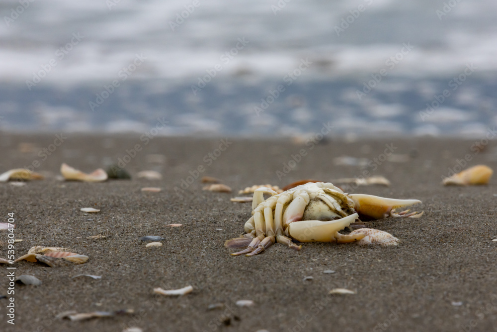 Granchio morto sulla riva del mare