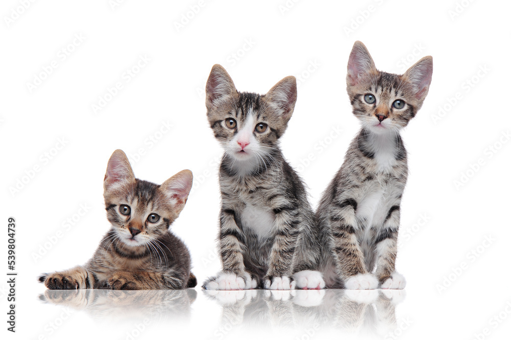Three tabby kittens isolated on white background