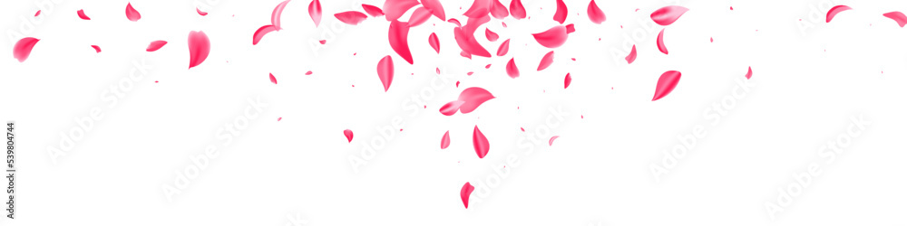 Delicate Sakura Japanese Vector White Panoramic Delicate Sakura Japanese Vector White Panoramic