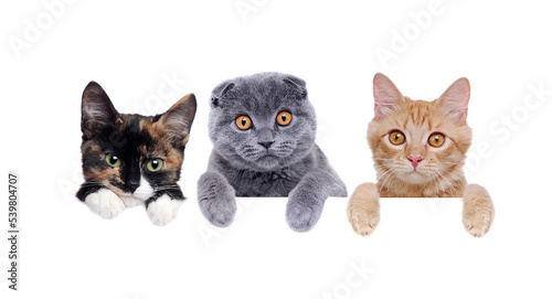 three cats holding the blank board closeup portrait