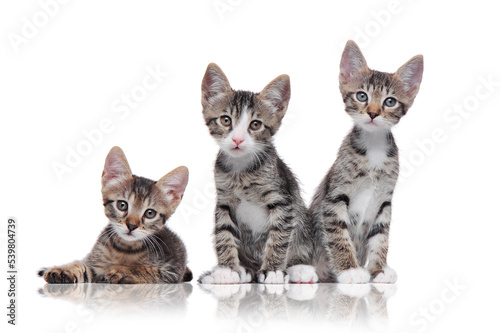 Three tabby kittens isolated on white background