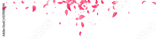 Delicate Sakura Japanese Vector White Panoramic