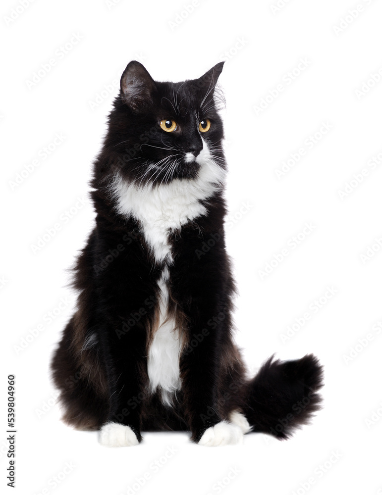Beautiful long haired black and white cat sitting in a white studio Beautiful long haired black and white cat sitting in a white studio