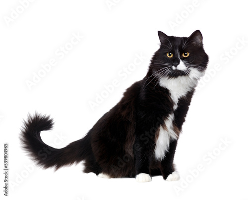 Cat with a furry tail sitting in a white studio side view picture