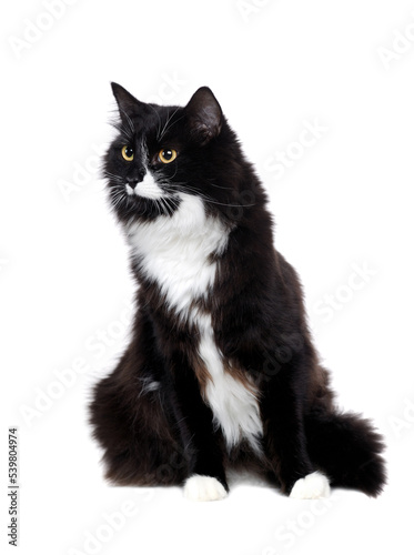 Front view picture of a sitting long haired cat in a white studio
