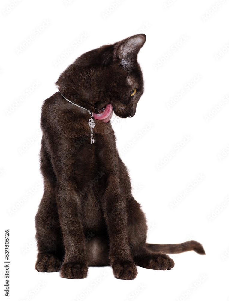 Obraz premium Black kitten licking his fur in a white studio