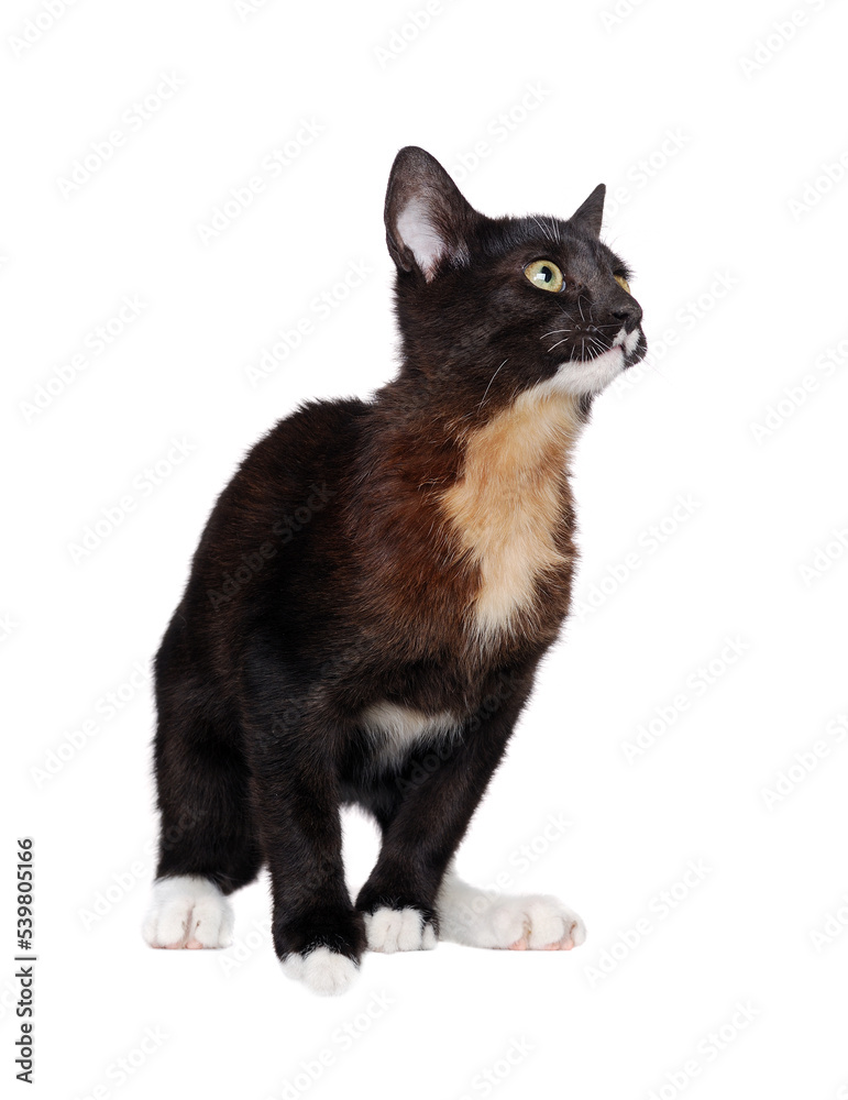 Black kitten with red chest looking to the copy space area Black kitten with red chest looking to the copy space area