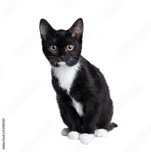 Black kitten sitting on white background