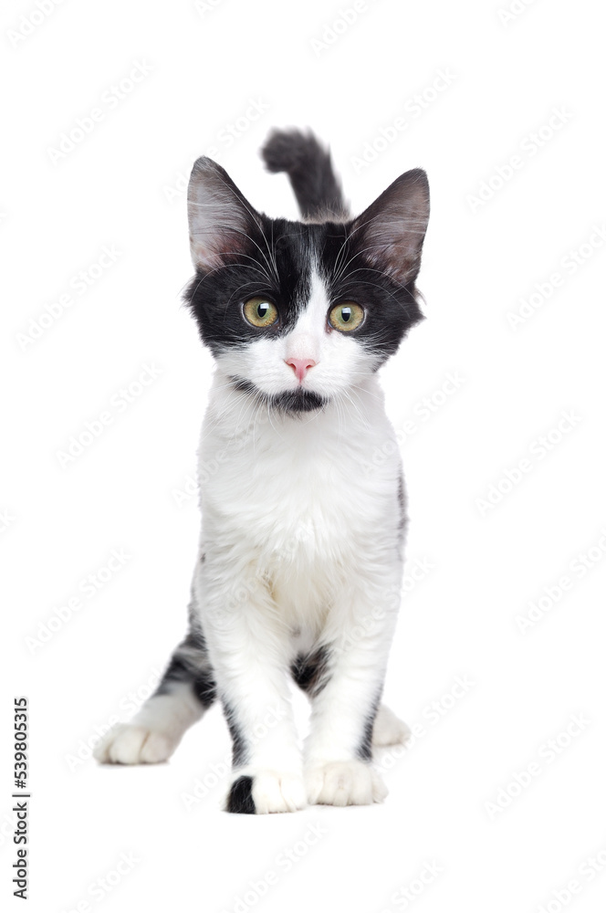 Little black and white kitten isolated on white looking into the camera