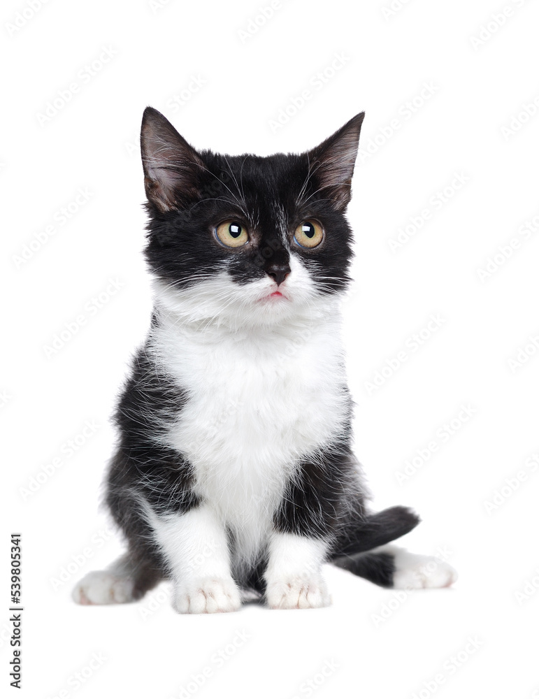Little kitten isolated on white background Little kitten isolated on white background