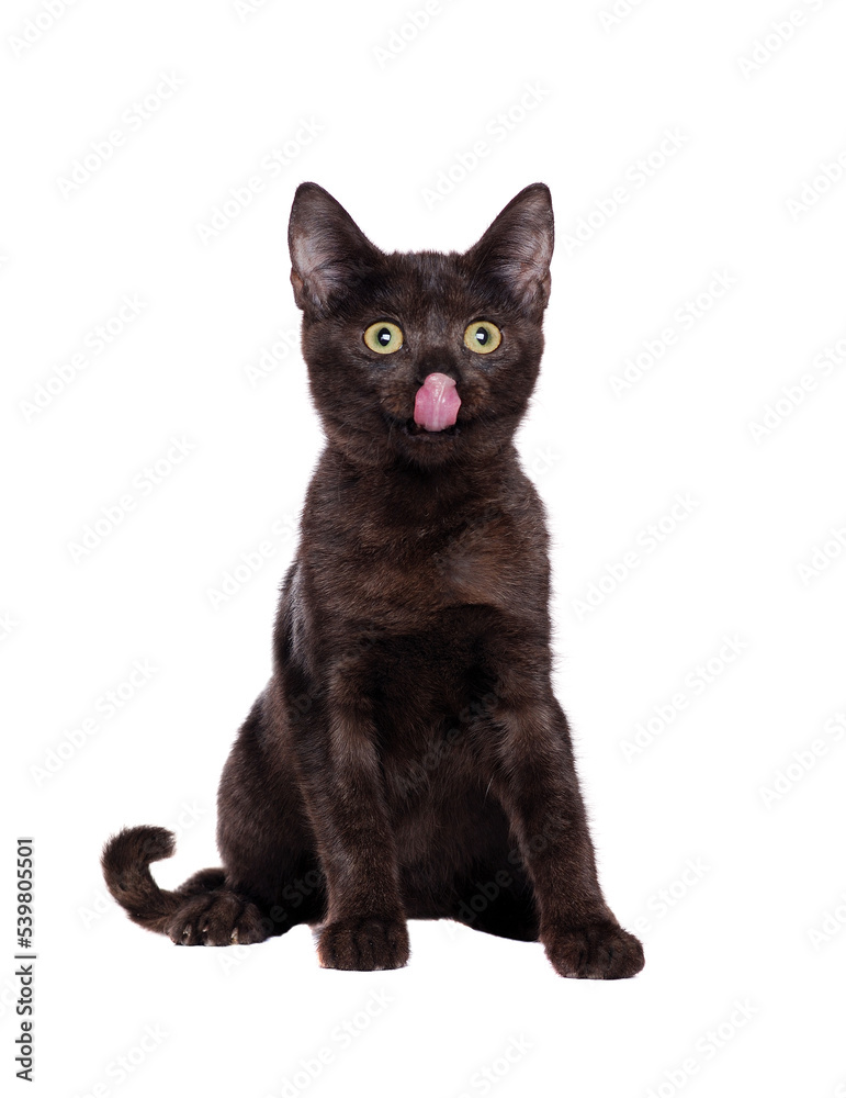Sitting hungry black kitten showing its tongue