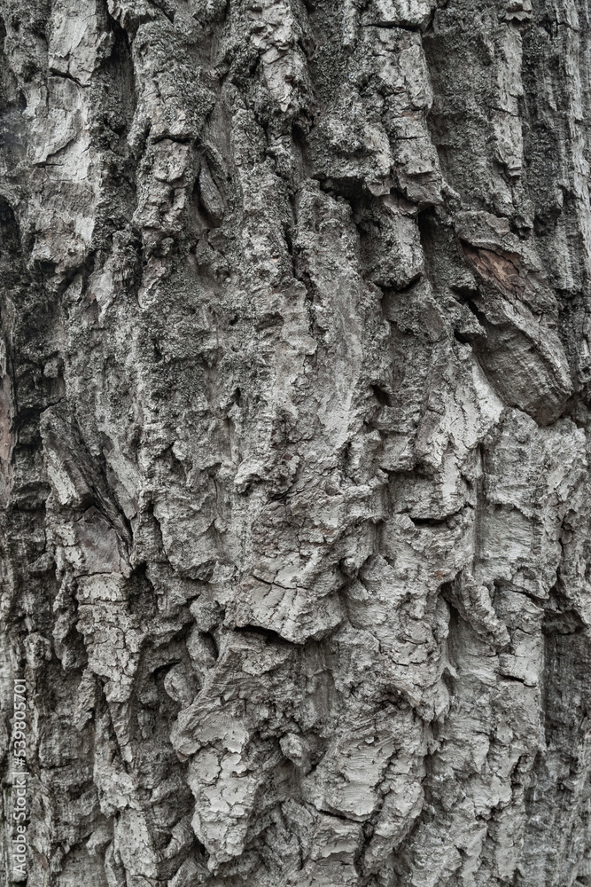Bark of tree. Texture of the bark. Wood background Bark of tree. Texture of the bark. Wood background