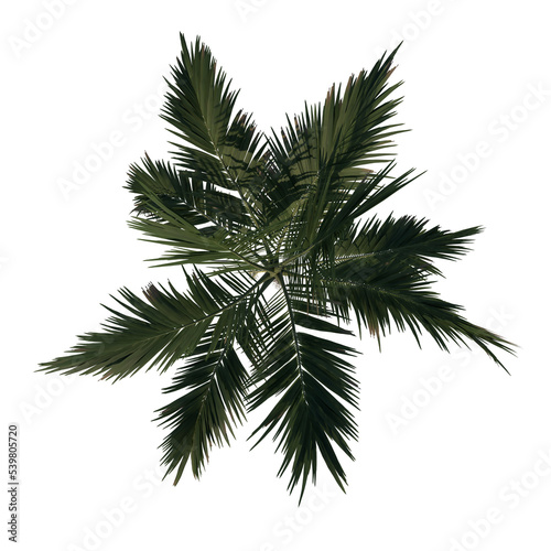 Top view tree   Adolescent Alexander palm Tree Palm 1  png