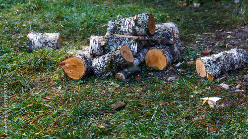 Birch firewood. A sawn tree lies on the green grass.