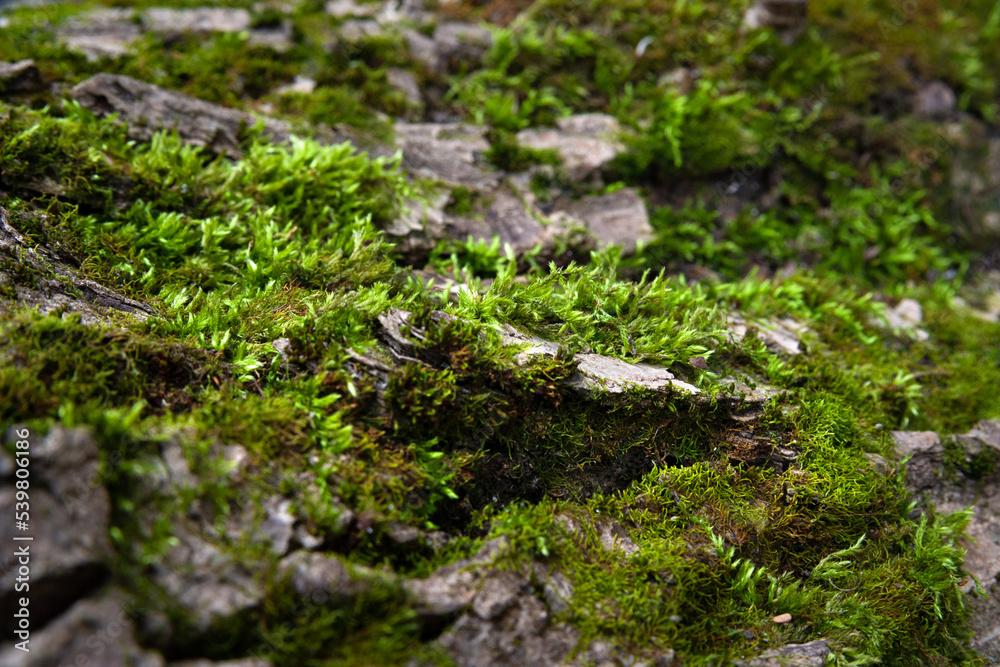 Moss on wood background. Tree bark. Bark texture. Wooden background. Rough texture Moss on wood background. Tree bark. Bark texture. Wooden background. Rough texture