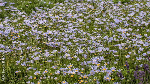 Felicia amelloides, the blue daisy bush or blue felicia, a perennial, evergreen plant photo