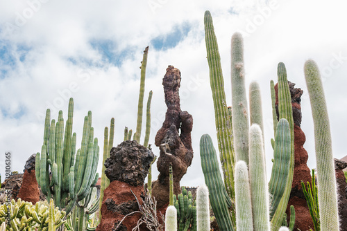 Tropical cacti growing in garden photo