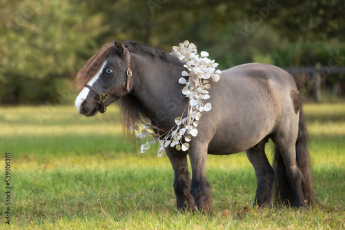 Miniature horse wearing a gold and silver holiday garland.