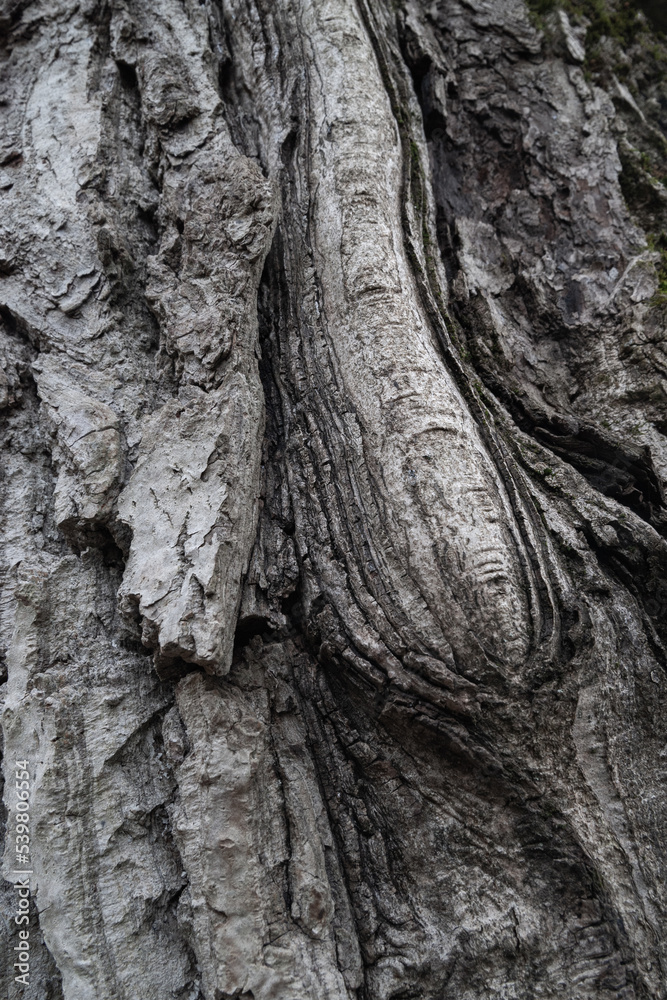 Tree bark. Bark texture. Wooden background. Rough texture Tree bark. Bark texture. Wooden background. Rough texture