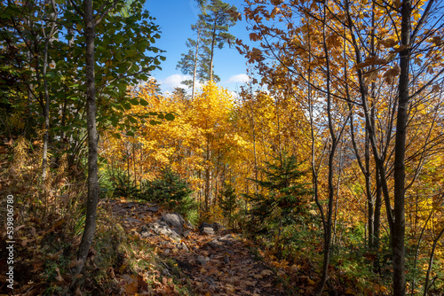 Autumn forest in October. Belianske Tatras. Slovakia.