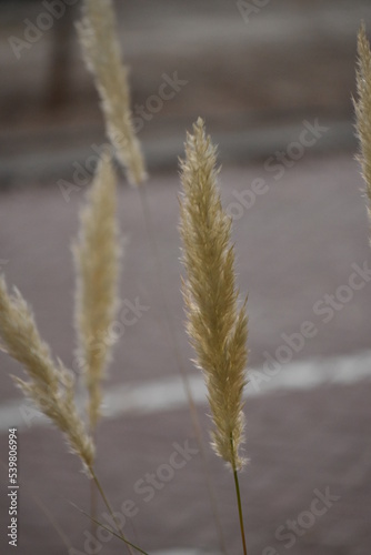 reeds in the snow