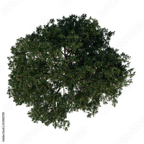 Top view tree (Adolescent Red Lucky Seed 3) png