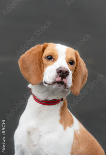 one brown and white beagle dog looking at camera