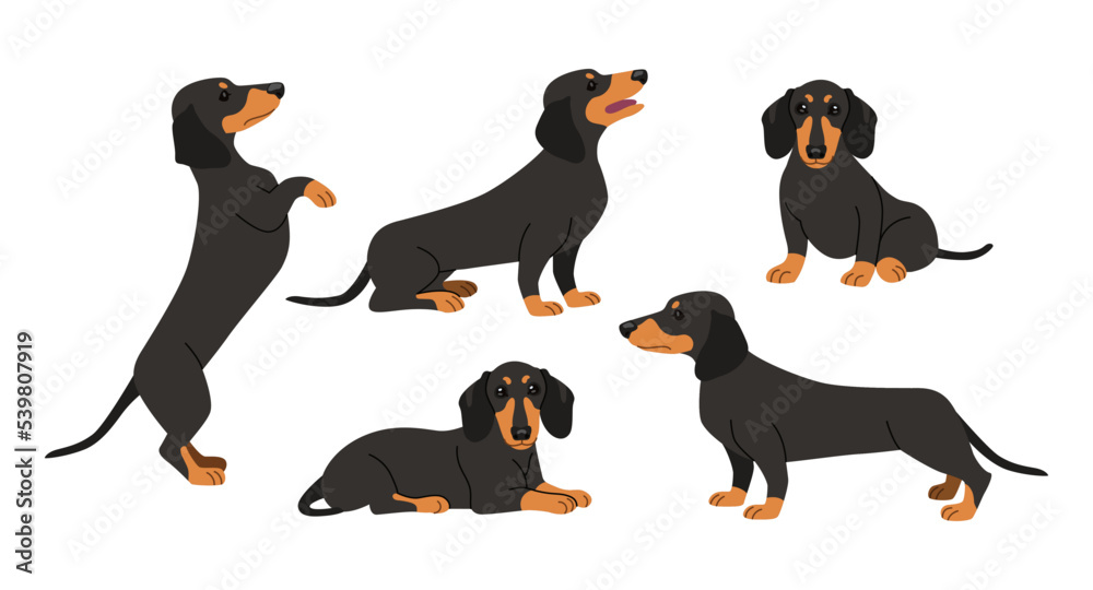 Cute dachshund in different poses cartoon illustration set. Black dog sitting, lying, standing on two paws, performing commands on white background. Pet, domestic animal, friend concept