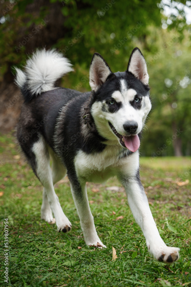 Shot of cheerful domestic dog eskimo breed walking in wood in summertime.