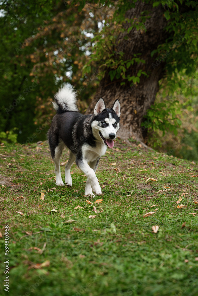 Shot of cheerful domestic dog eskimo breed walking in wood in summertime. Shot of cheerful domestic dog eskimo breed walking in wood in summertime.