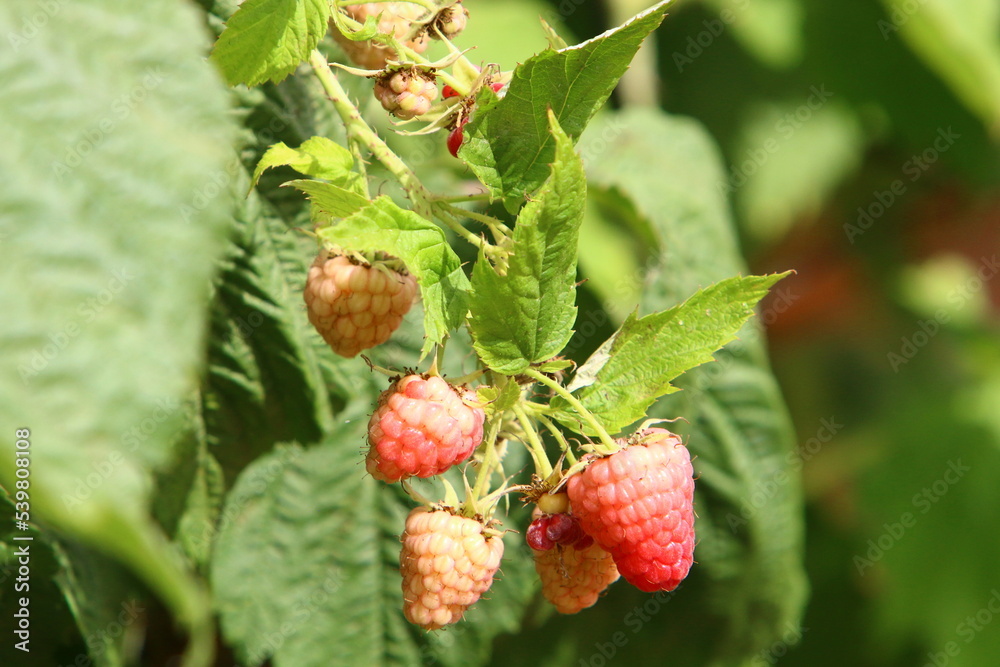 Raspberry bushes with ripe berries in the city park. Raspberry bushes with ripe berries in the city park.