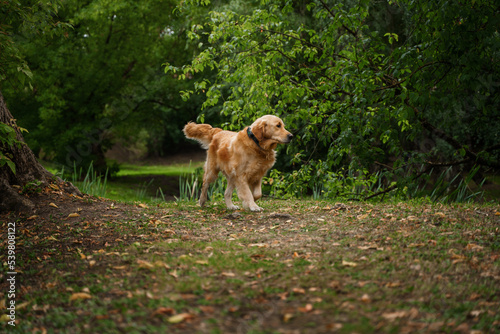 Shot of cheerful domestic dog golden retriever breed walking in forest in summertime.