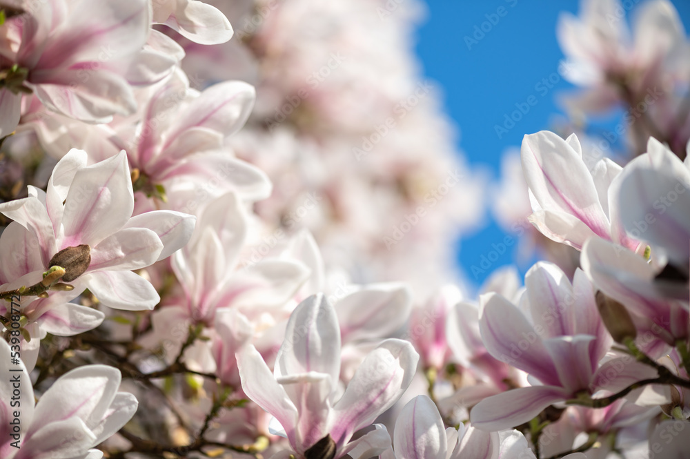 Beautiful Light Pink Magnolia Tree with Blooming Flowers during Springtime in English Garden, UK. Spring floral background